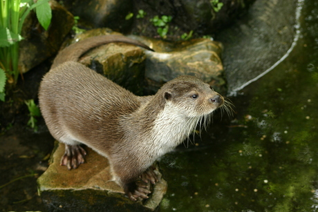 Otter