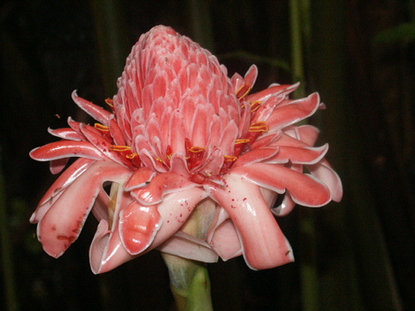 Bloem in Ecuador