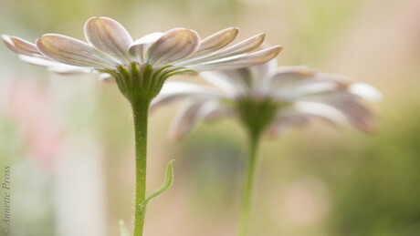 Spaanse margriet