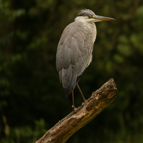 Reiger 