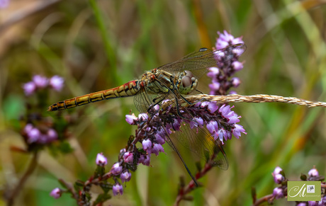 Steenrode heidelibel