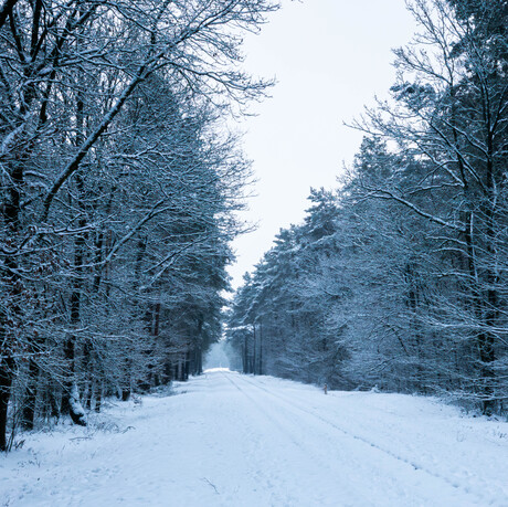 Boslaan op de camping