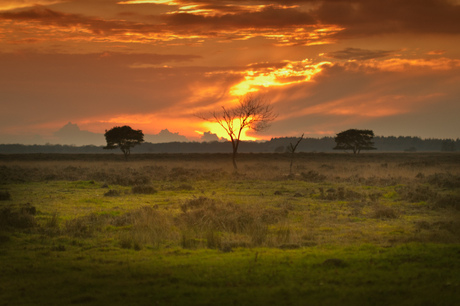The dutch Serengeti