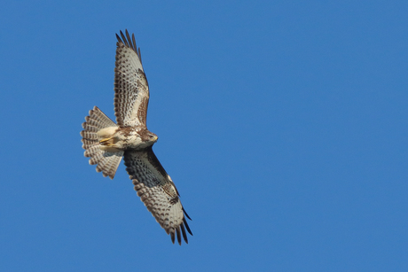 Buizerd 