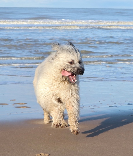 Bouvier on the beach