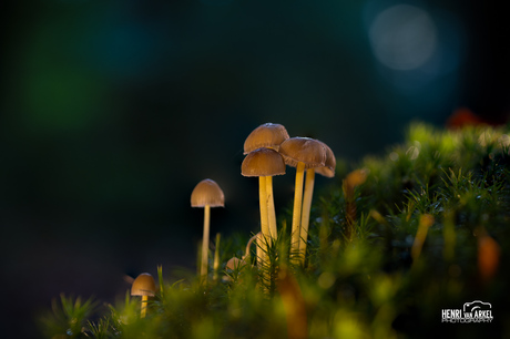 Paddenstoelen donder bos