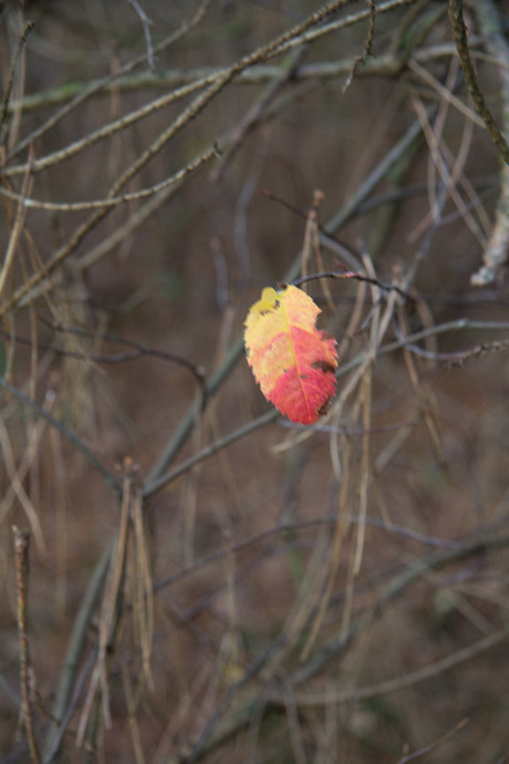 Herfstblad.jpg