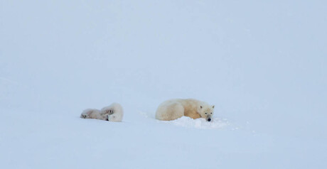 Spelende ijsbeerjongen + uitgeputte moeder