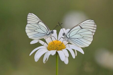 Groot geaderde witjes