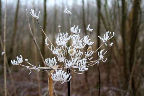 frozen flower