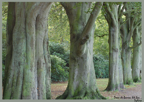 Door de bomen het bos