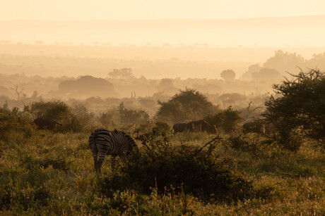 Ochtend in Zuid Afrika