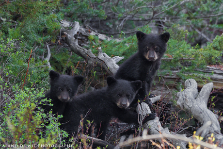 Black Bear Cubs