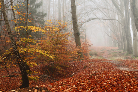 Herfstkleuren in de mist