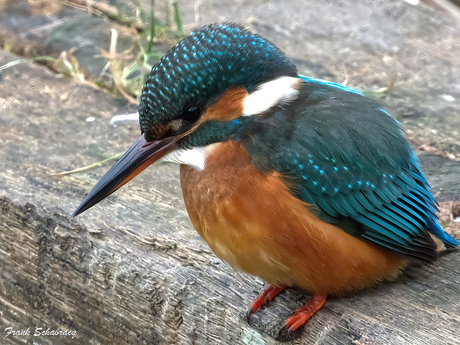 Kingfisher