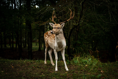 Amsterdamse Waterleidingduinen
