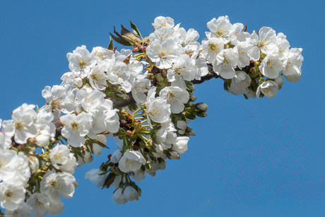 De vruchtdragende Zoete kers 