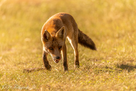 Hungry Fox