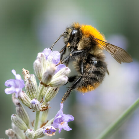 Hommel op lavendel 