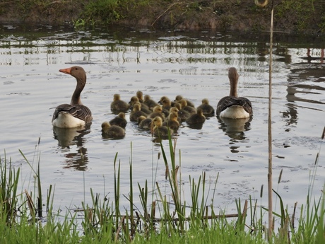 Familie gans!