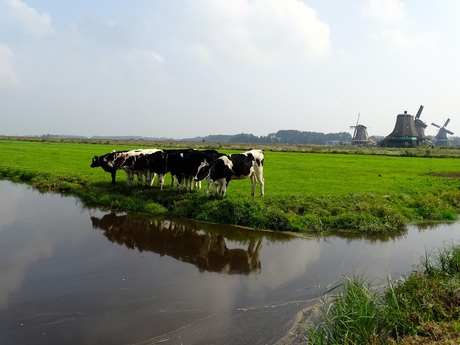 een rijtje koeien