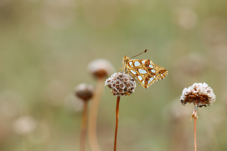 Kleine Parelmoervlinder