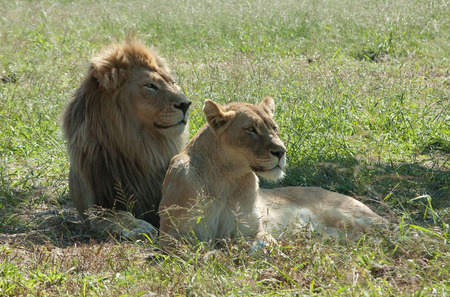 leeuwen echtpaar - Pilanusbergpark Zuid Afrika
Pa en ma leeuw genieten in de Zuid Afrikaanse zon - foto door moritzwilmink op 05-06-2012 - deze foto bevat: leeuwenechtpaar