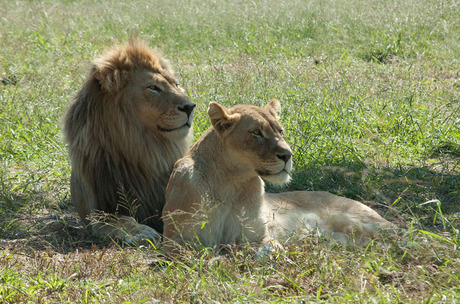 leeuwen echtpaar