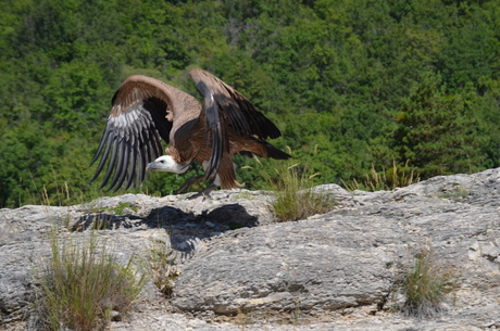 Griffon vulture