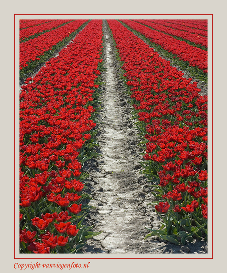 Tulips - Red