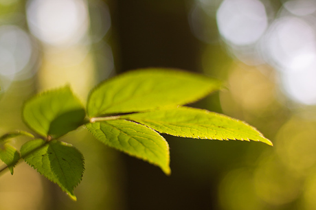 Blad in ochtendlicht