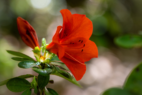 Flower magic