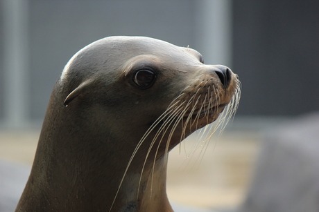 Sea lion