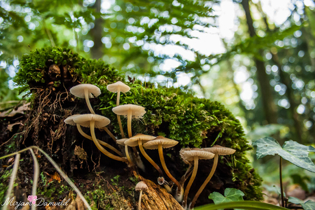 plat op het buikje foto