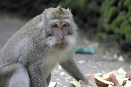 Aap in Monkey Forest (Bali) met Suikerbiet