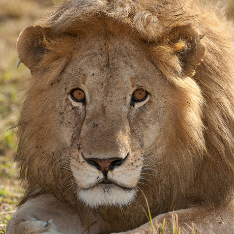 Leeuw met tegenlicht in Masai Mara