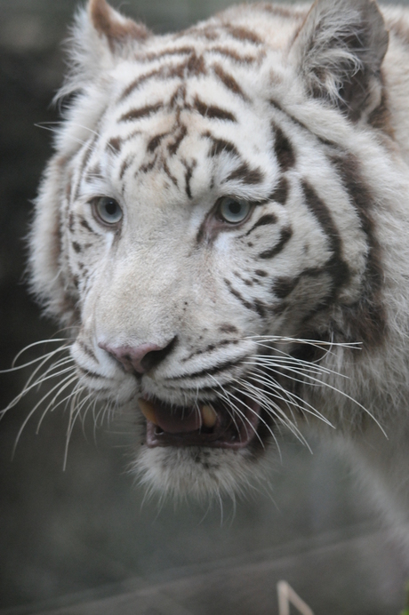 White tiger