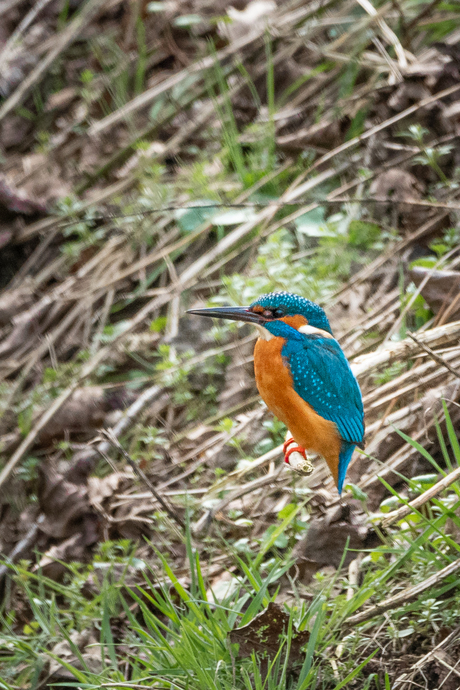 Ijsvogel