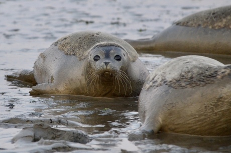 Zeehonden