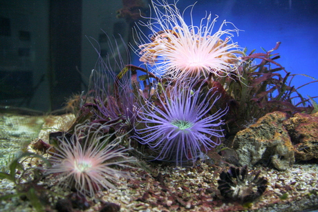 aquarium in Saalfeld