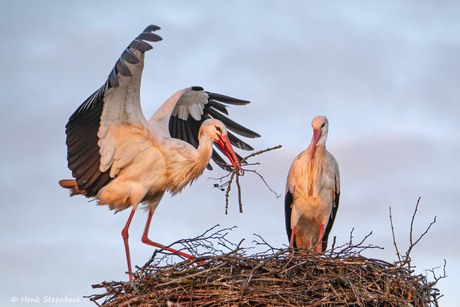 Ooievaars bouwen aan het nest