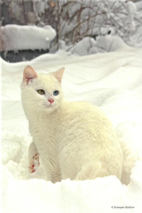 Bella in de sneeuw