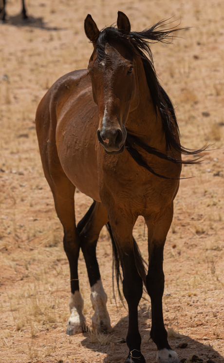 wilde paarden