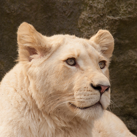 Afrikaanse witte leeuw