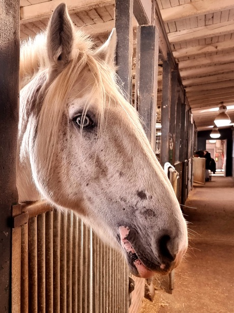Pony
