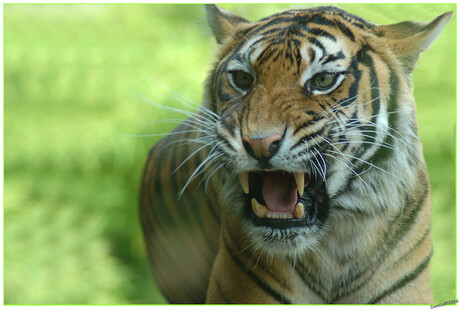 Tijger in Blijdorp