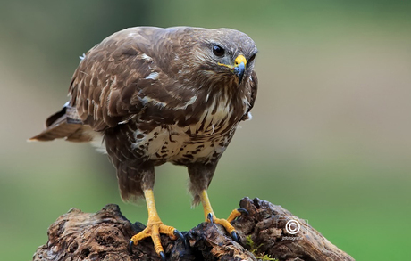 Buizerd close up 3