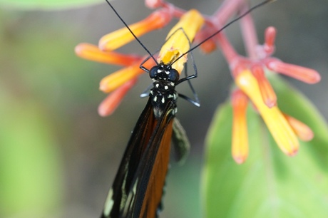 Vlinder in Blijdorp