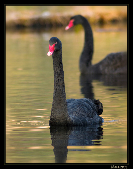 Zwarte zwaan