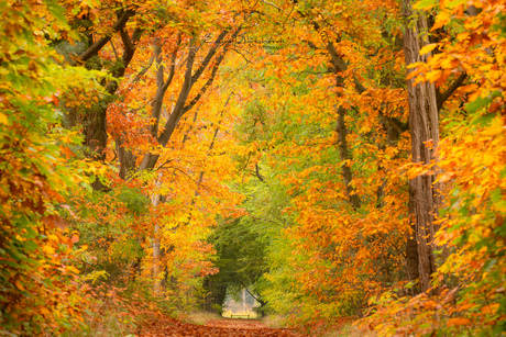 Herfstkleuren